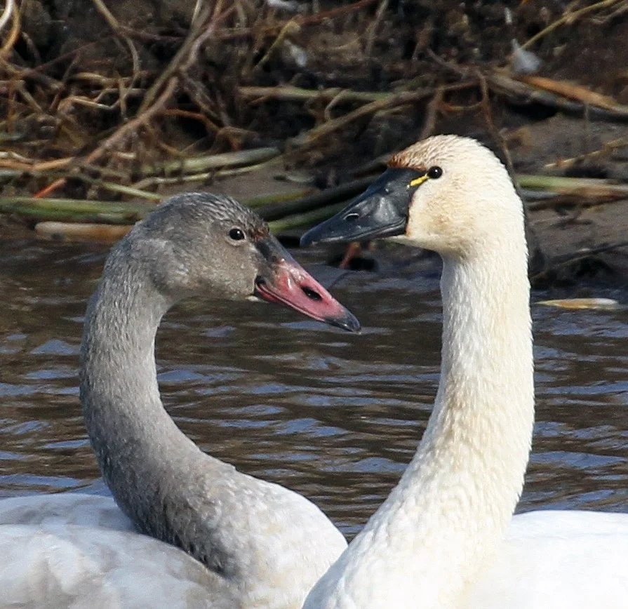 Friends of the Refuge - Mississippi River Pools 7 & 8